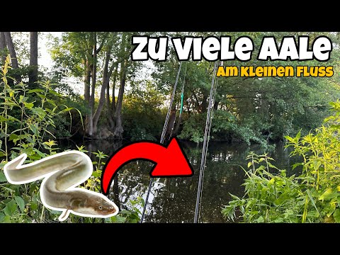 Aal Angeln am kleinen Fluss - Erfolgreich Aale im Minutentakt fangen 😱 | Tipps & Tricks 2025