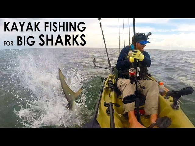 Kayak Fishing: BIG Sharks Offshore
