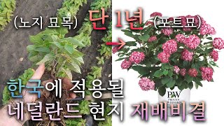 한국에 적용될 가장 현실적인 방안, 네덜란드 현지 재배법! feat. 신품종 소개 [JB가든센터_대림묘목농원…
