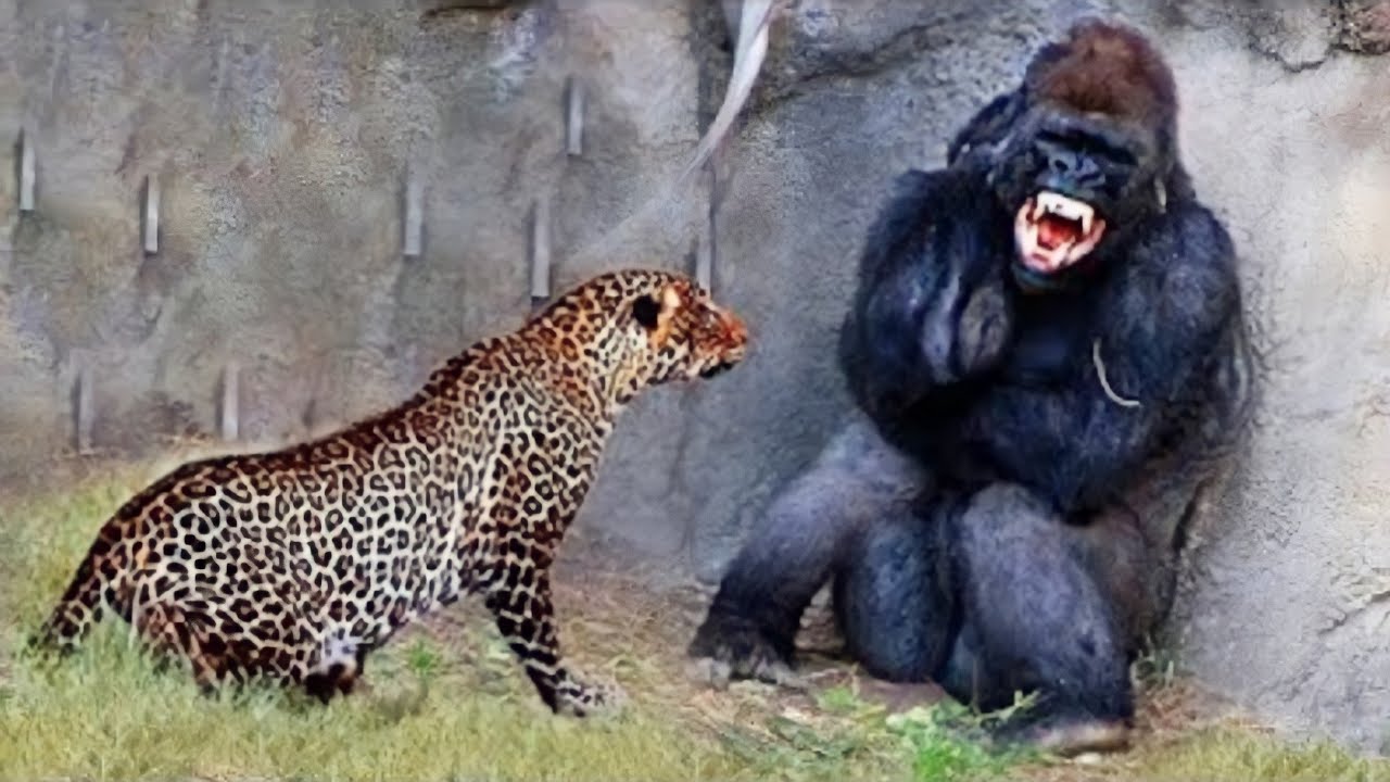 8 MOST AMAZING WILD ANIMAL FIGHTS RECORDED BY CAMERA