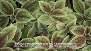 Jovanotti. Fango sottotitoli sous-titré