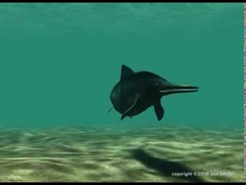 How a fossil is made