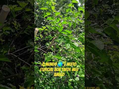 BEM VINDO A CIDADE TRICOLOR  DIAS D'ÁVILA BAHIA