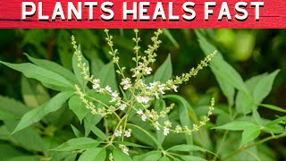 10 Philippines Herbs and Plants that heals - Philippines Travel Site