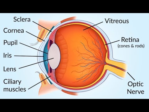 Anatomia dos olhos ou anatomia ocular. Partes do olho.
