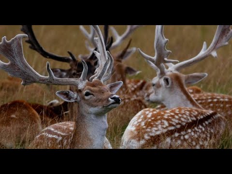 A lejohet mishi i drerit në Islam? - Dr. Imam Ahmed Kalaja