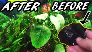 How to get rid of BLACK ALGAE FAST!