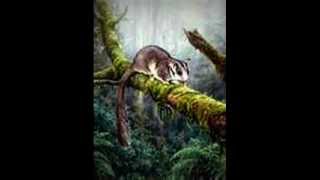 Possum's Last Dance - Blackmore's Night
