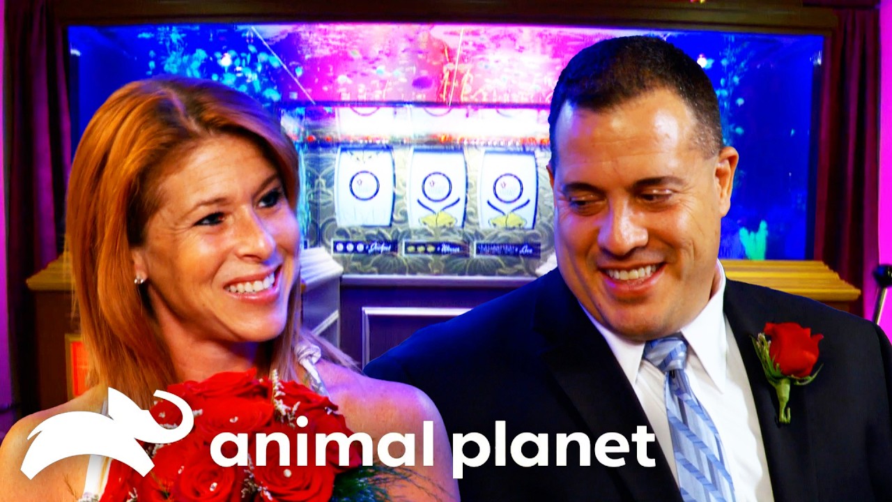 Getting Married all Over Again for Valentines! | Tanked | Animal Planet