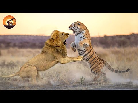 The Strongest Big Cats in Brutal Battles for Territory | Animal Documentary