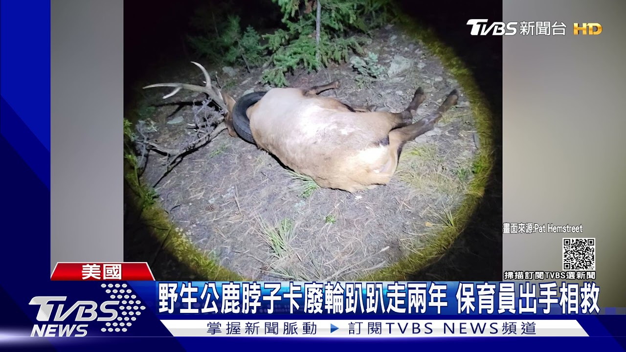 野生大公鹿脖卡輪胎兩年 保育員鋸鹿角終取出