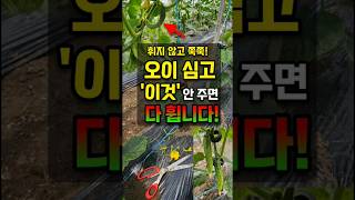 오이 심고 '이것' 안 주면 100% 다 휩니다 ⚠️ #오이농사 #오이키우기