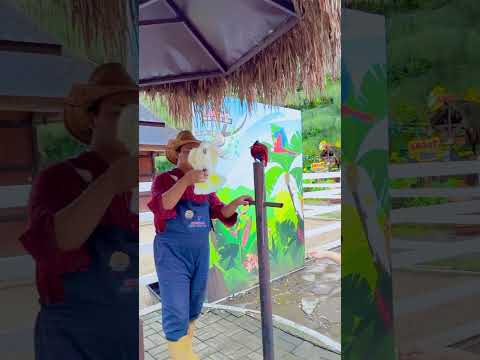 Tangan Abew Ke Cakar Burung Kakatua #alethaabew