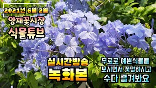 2021년 6월2일 수요일 예쁜식물들 보면서 수다떨어봐요 #양재꽃시장 #식물튜브