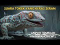 Suara Tokek Yg Keras Seram Besar Asli Dan Seram Untuk Pengantar Tidur Dan Penenang Anak Yang Rewel