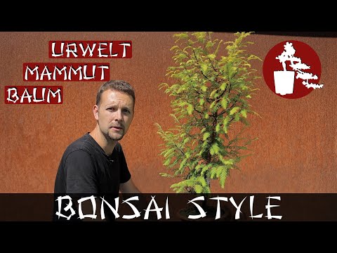 Komischer Korkenzieher | Urweltmammutbaum (Metasequoia glyptostroboides) | #069 Bonsai Style