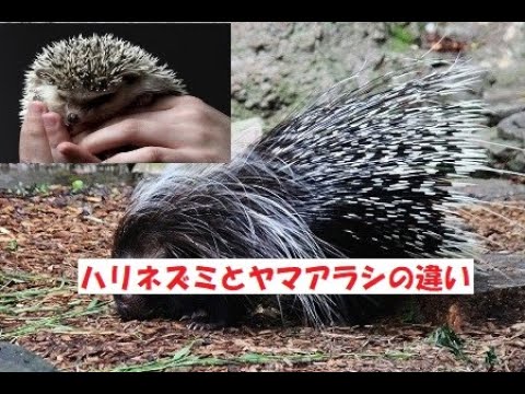 ハリネズミとヤマアラシの違い - 体重と大きさの違い