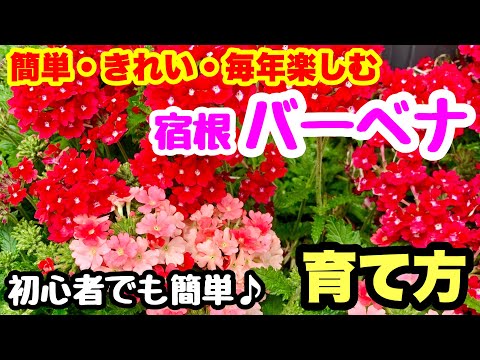 園芸 ブエノスアイレス産のバーベナ
