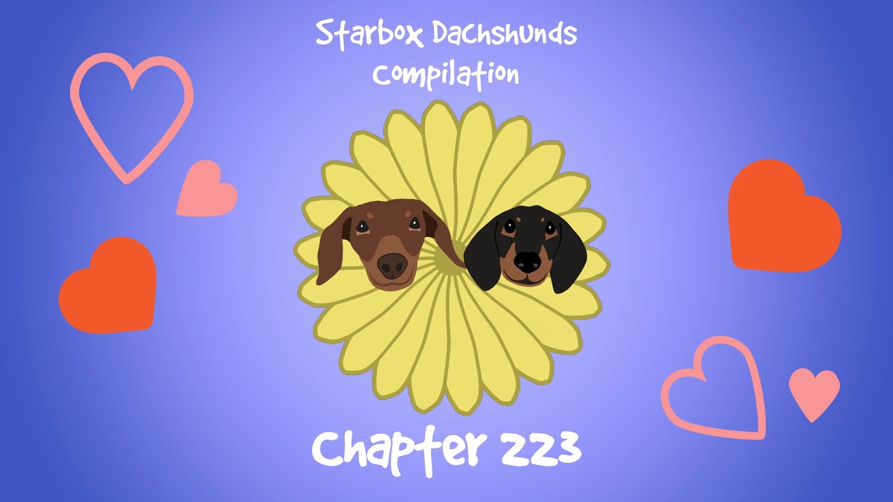 Starbox Dachshunds Compilation Chapter 223