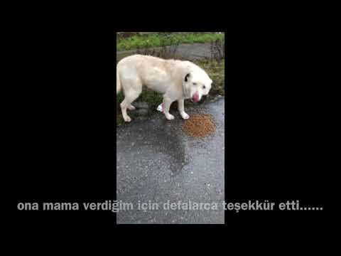 sokak köpekleri için minik sihirli bir dokunuş