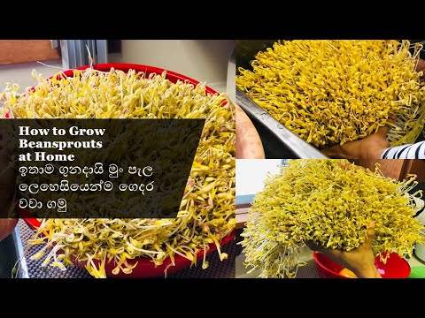 How to grow Bean sprouts at home | Mung beans| Easy Method|ඉතා ගුණ මුංඇට පැල හදන ලේසිම විදිය| liki's