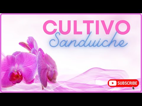 , title : 'Cultivo sanduiche - orquídeas (Passo a Passo)'