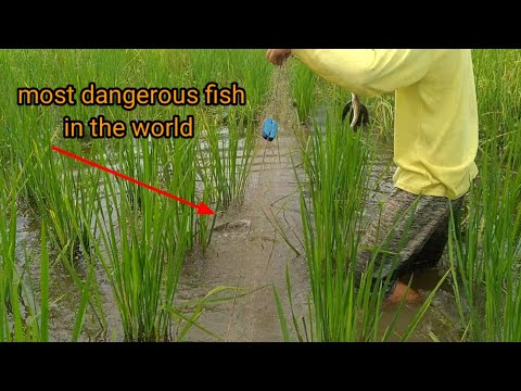 net fishing, napaka delikadong isda Nahuli na, (pamamanti) Dakao #netfishing #hitofish