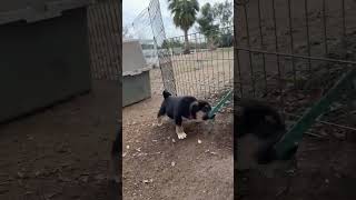 Video preview image #1 Pyrenees Husky Puppy For Sale in Corona, CA, USA