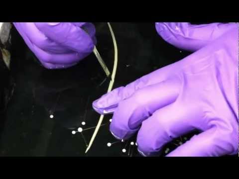 morgellons betegség rejtélyes ektoparaziták