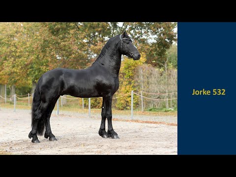 Jorke 532