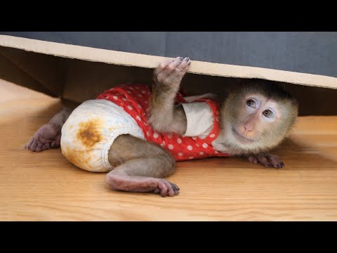Pupu Hides Under a Box Because He Doesn’t Want a Bath