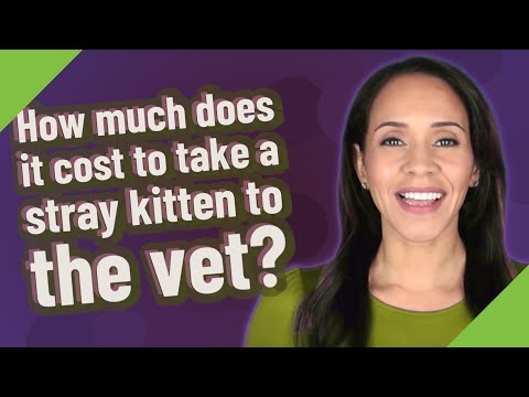 How much does it cost to take a stray kitten to the vet?