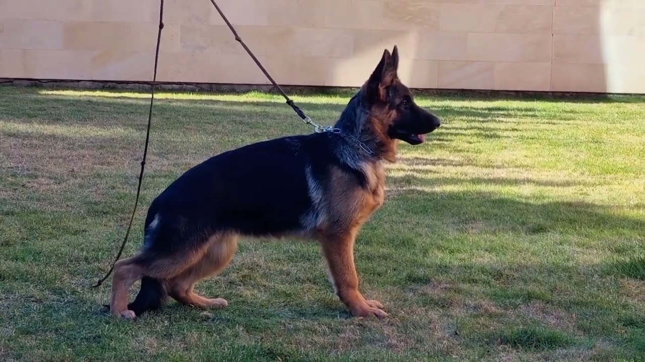 Daisy von Evksinograd