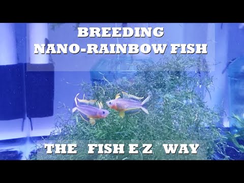 , title : 'Breeding Threadfin Rainbowfish & Blue Eye Rainbowfish Explained the #FishEZ way'