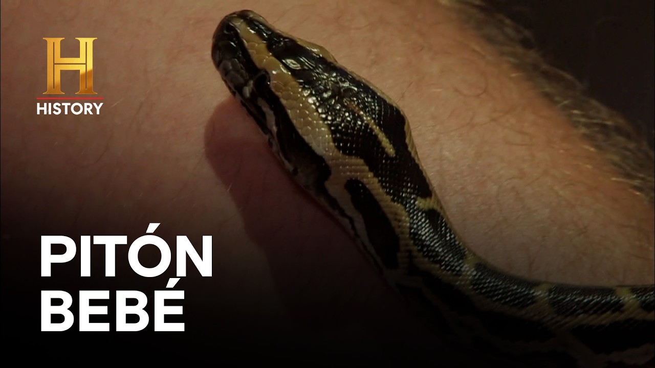 PITÓN BEBÉ - MONSTRUOS LEGENDARIOS
