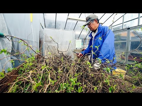 灰ヤナギ、灰色ヤナギ 植物