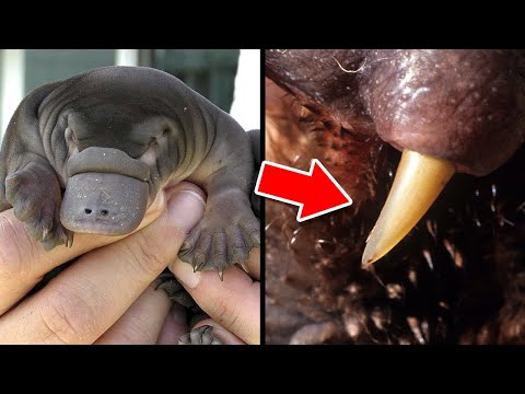 Cute and DEADLY Animals