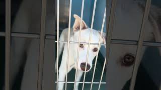 Video preview image #1 Siberian Husky-Unknown Mix Puppy For Sale in Pasadena, CA, USA