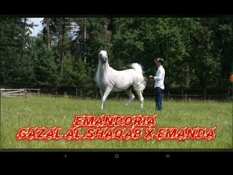 emerald j #emerald #alshaqab