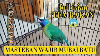 Download lagu TEMBAKANNYA DASYAT ❗MASTERAN CUCAK KINOI FULL ISIAN DAN TEMBAKAN ❗MASTERAN BURUNG JUARA mp3