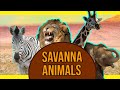 Savanna Animals For Kids In 5 Minutes Learn The Names And Sounds Of A Lion Elephant Zebra
