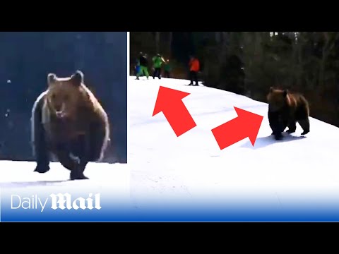 Hero ski instructor chased by bear after luring the animal away from his students in Romania
