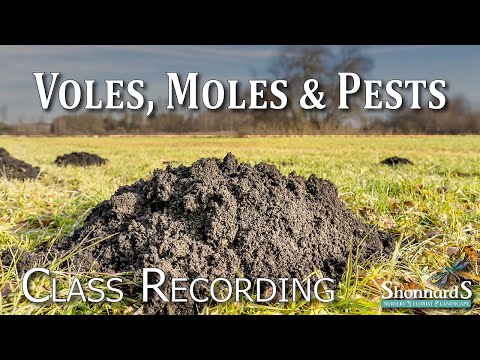 ハタネズミ、モグラ、害虫 - 2023 年の授業の記録