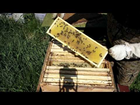 Майский мёд в Свердловской области, работа пчелы на ранневесенних медоносах.