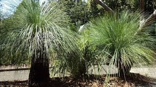 Plant ID: Grass Tree (Xanthorrhoea spp.)