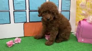 トイプードルの動画01