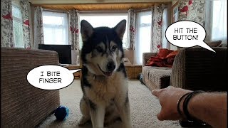 When dog realises hitting the button releases treats! Brain Training Sherpa