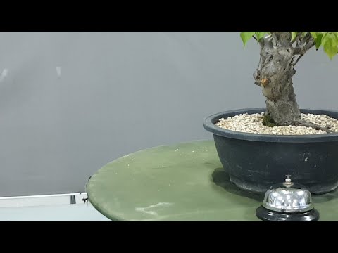 사천와룡경매장분재실시간