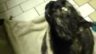 Another day, another demon cat