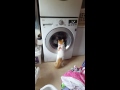 Cat And Washing Machine 1